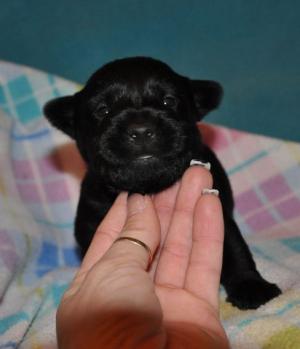 ScottishTerrierPuppies